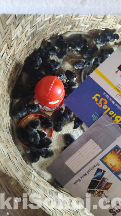 ব্লাক আস্টলপ মুরগীর বাচ্চা ( ১ সপ্তাহ)